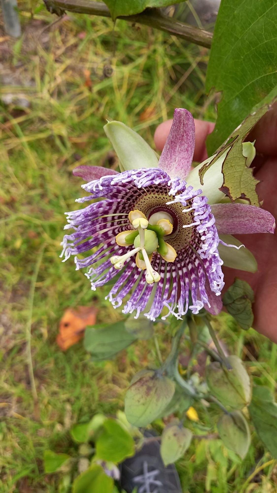 Finca Petrona Calacali Eksteriør bilde